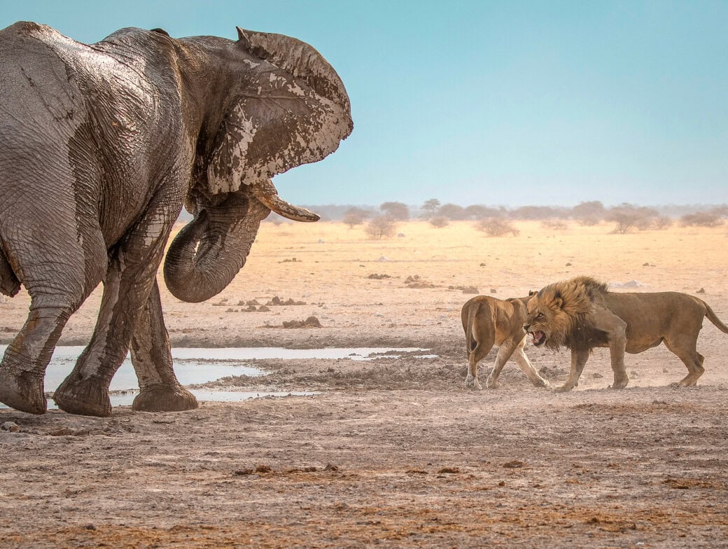 An elephant stands near two lions interacting at a dry watering hole in a dusty, open landscape under a clear sky—a perfect scene for an unforgettable safari adventure.
