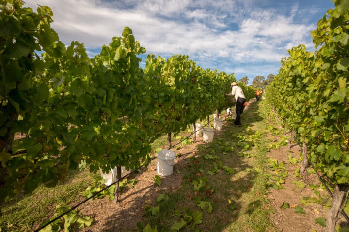 A worker in a hat tends to grapevines in a picturesque Tasmanian vineyard on a sunny day, surrounded by lush green foliage and scattered leaves on the ground, with several white buckets placed along the rows. This serene scene is perfect for any travel enthusiast looking to explore Tasmania's tourism delights.