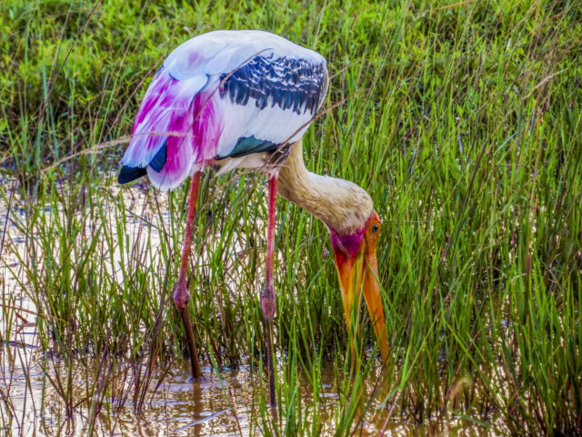 A painted stork with a white, black, pink, and yellow plumage forages for food in a marshy grassland environment in Sri Lanka.
