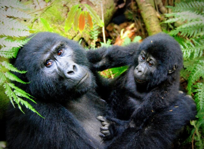 A close-up gorilla portrait reveals an adult cradling a baby among lush greenery. The baby gorilla's hand gently touches the adult's face, showcasing their expressive eyes and dark fur in this touching depiction of a gorilla family.