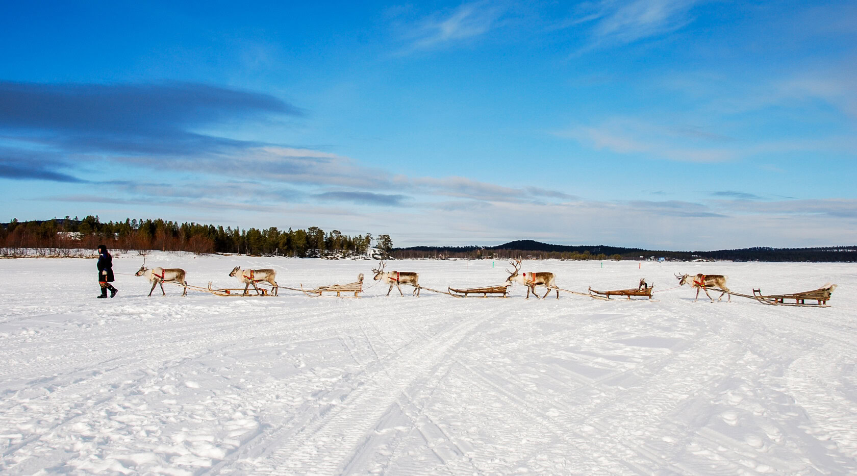 A person leads a line of reindeer pulling sleds across a snowy landscape under a partly cloudy sky, with a forest in the distance, capturing the serene beauty of Finland.