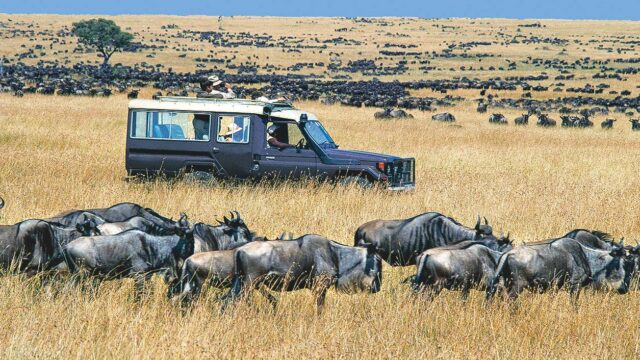 Wildlife in Serengeti.