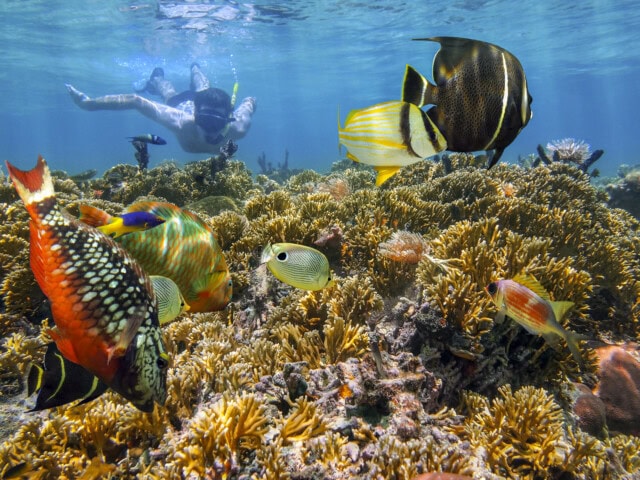 A person in diving gear swims above a colorful coral reef inhabited by various fish, including parrotfish and angelfish, in the clear blue waters of Papua New Guinea.