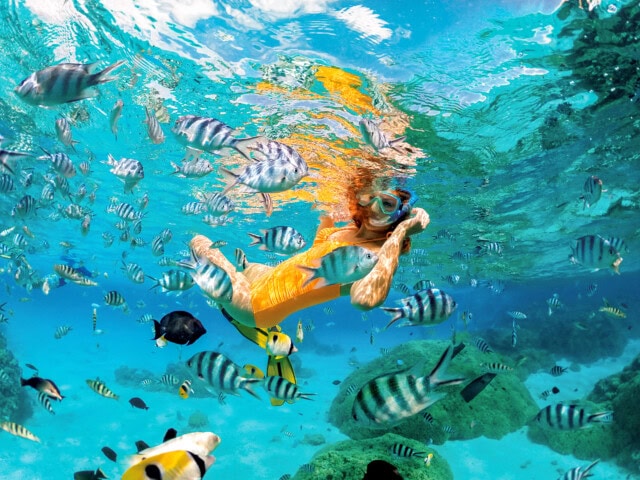 Person snorkeling underwater, surrounded by various colorful fish and marine life in the clear blue waters of the South Pacific.