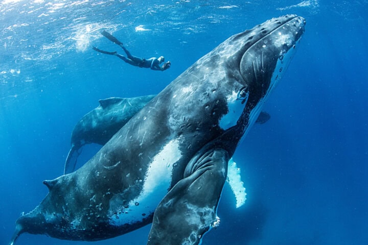 Snorkeler swimming with humpback whales in Tonga