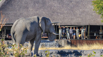 An elephant from the Great Elephant Migration stands near a building with a thatched roof, while a group of people observe and take photos from a deck in the background.