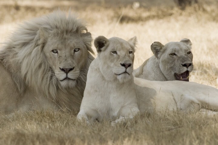 Three lions rest on the dry grass of South Africa: one male with a mane on the left, and two lionesses positioned in the center and on the right.