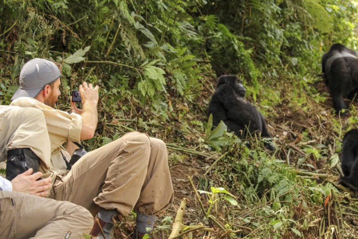 A traveler in outdoor gear takes a photo of gorillas in a dense, green forest setting during an exhilarating tour.