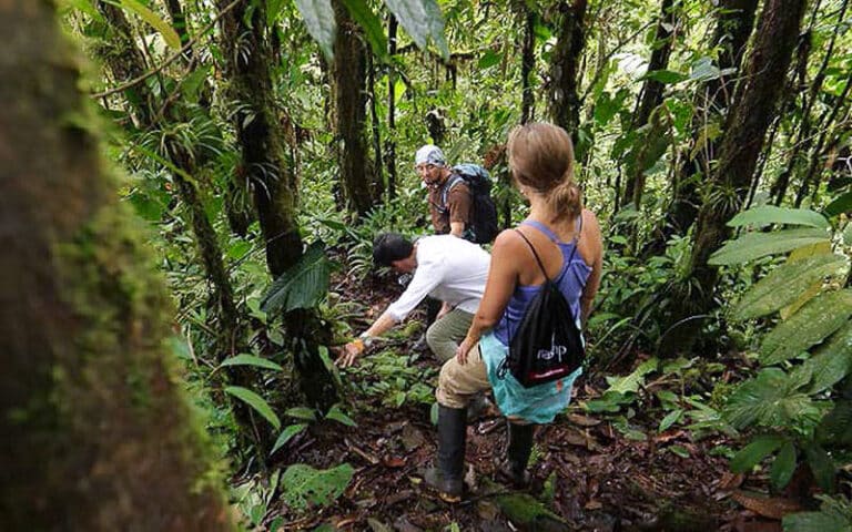 Three people trekking through a dense forest in Ecuador, with one person pointing at something on the ground, all wearing outdoor clothing and backpacks.