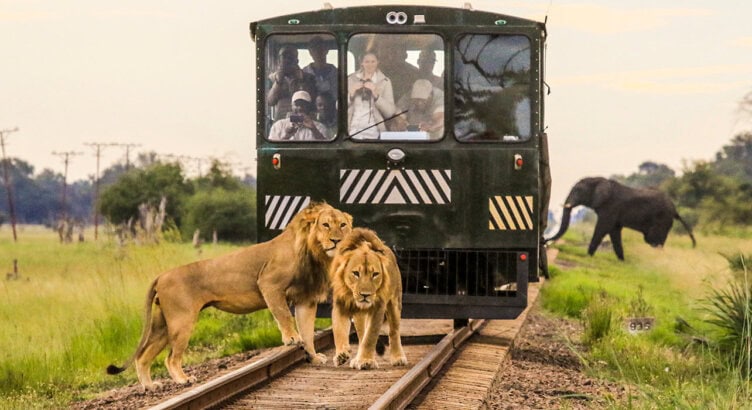 Two lions stand on railroad tracks in front of a safari tram filled with adventurous travelers, while an elephant walks in the grassy background.