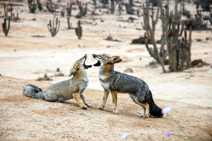 Two foxes communicating with each other in a desert environment with cacti in the background, reminiscent of the stunning deserts of Chile.