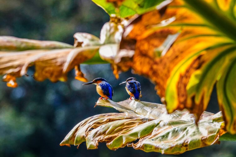 Two blue and orange kingfishers perch on a large leaf, surrounded by green and yellow foliage bathed in natural sunlight—evoking the vibrant wildlife found in the best parks Madagascar has to offer.