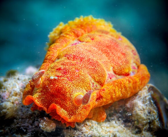 An orange sea slug with textured skin crawls on a rock underwater in the vibrant waters of Tonga, displaying two visible rhinophores at the front. This captivating sight is just one of the many natural wonders that draw tourism to this tropical paradise.