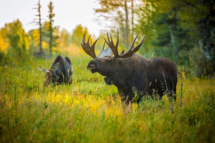 Bull moose.