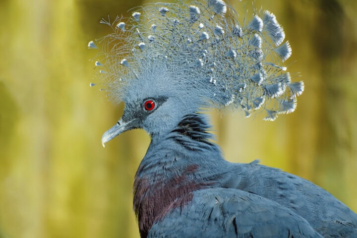 Close-up of a Victoria crowned pigeon from Papua New Guinea with a distinctive fan-shaped crest of feathers on its head, dark blue feathers, red eyes, and a grey beak against a blurred yellow background.