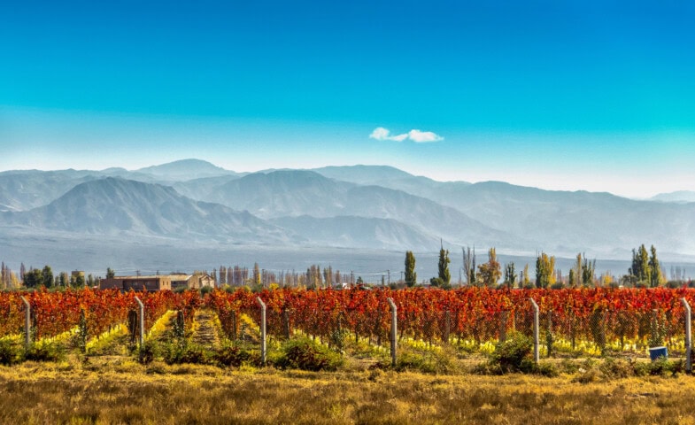 A vineyard with red and green vines stretches across the Chilean landscape, framed by majestic mountains under a clear blue sky.