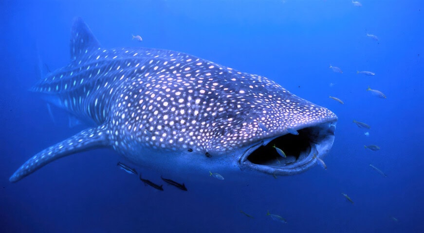 A large whale shark swims in clear blue water off the coast of Australia, surrounded by small fish. The whale shark's mouth is open and its body is covered in a pattern of white spots and stripes.
