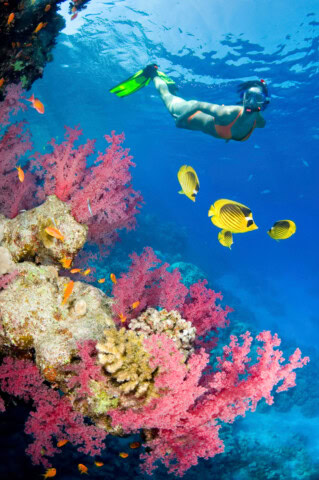 A snorkeler swims near vibrant coral reefs and tropical fish in the clear blue waters of the South Pacific.