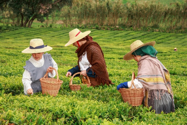 Three people wearing hats and layered clothing are harvesting leaves in a green field in Portugal, each holding a wicker basket.