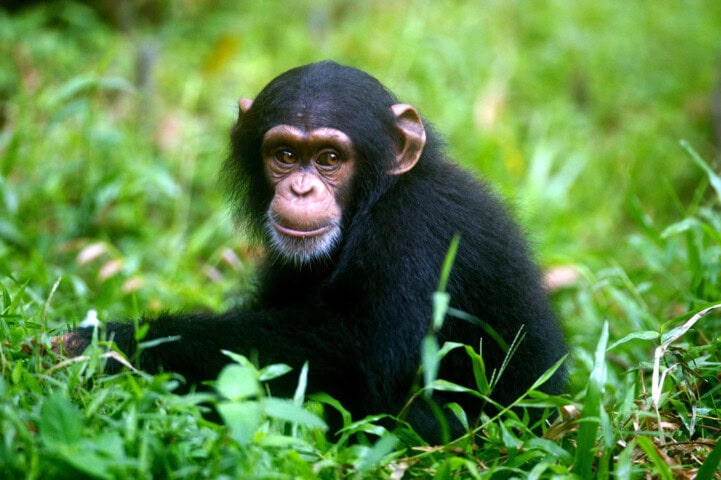 A young chimpanzee, resembling a curious traveler, sits on the grass in a forested area, looking straight ahead, ready for its next adventure.