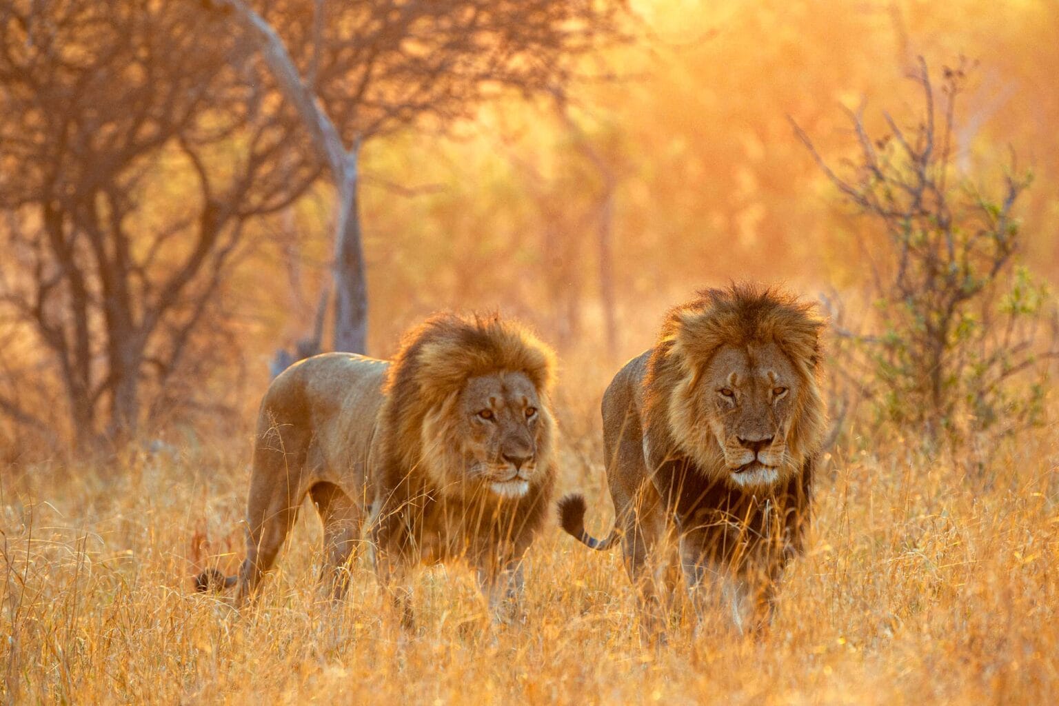 Two lions in the wild in Zimbabwe.